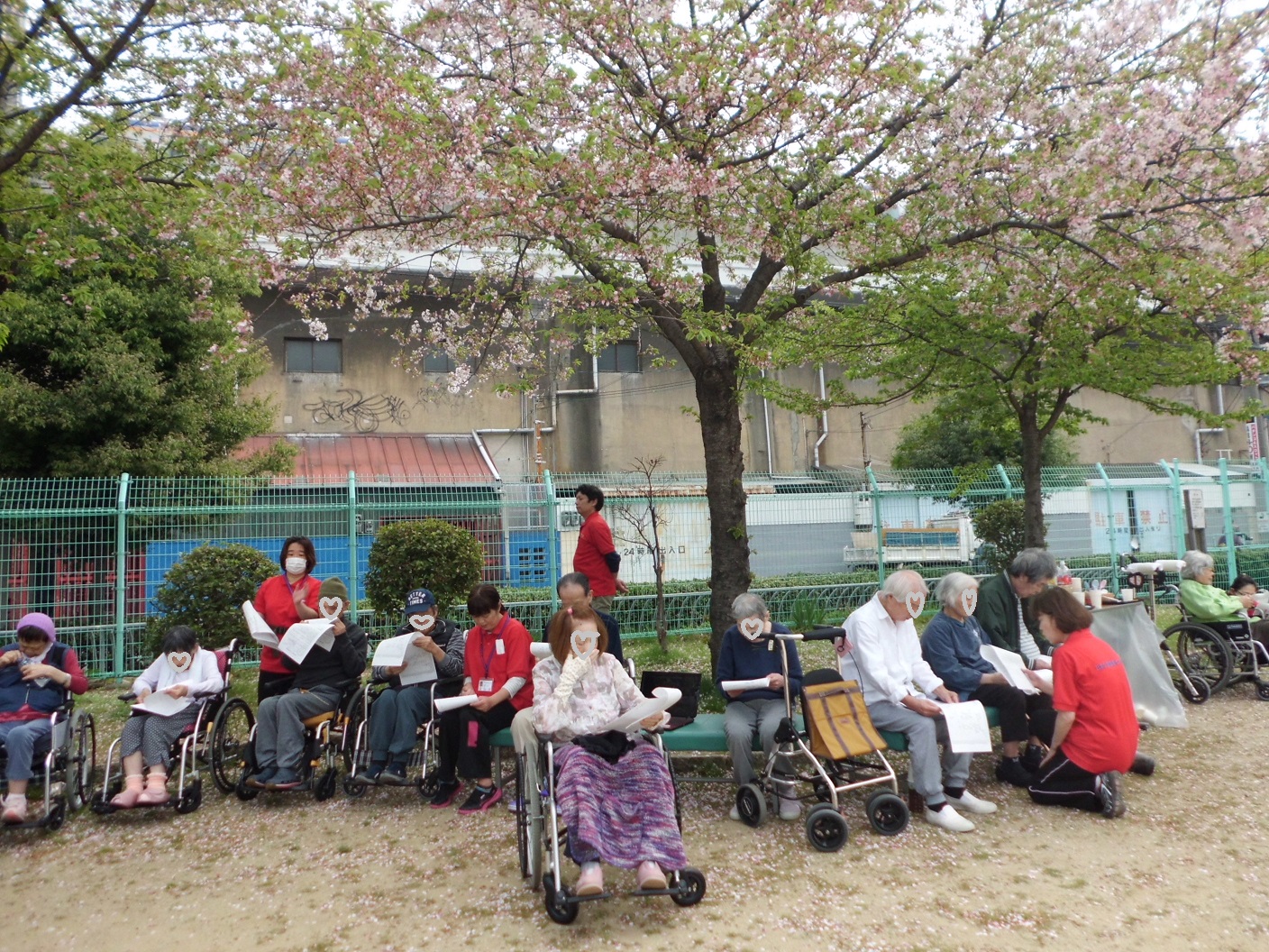 今年のお花見は、桜吹雪